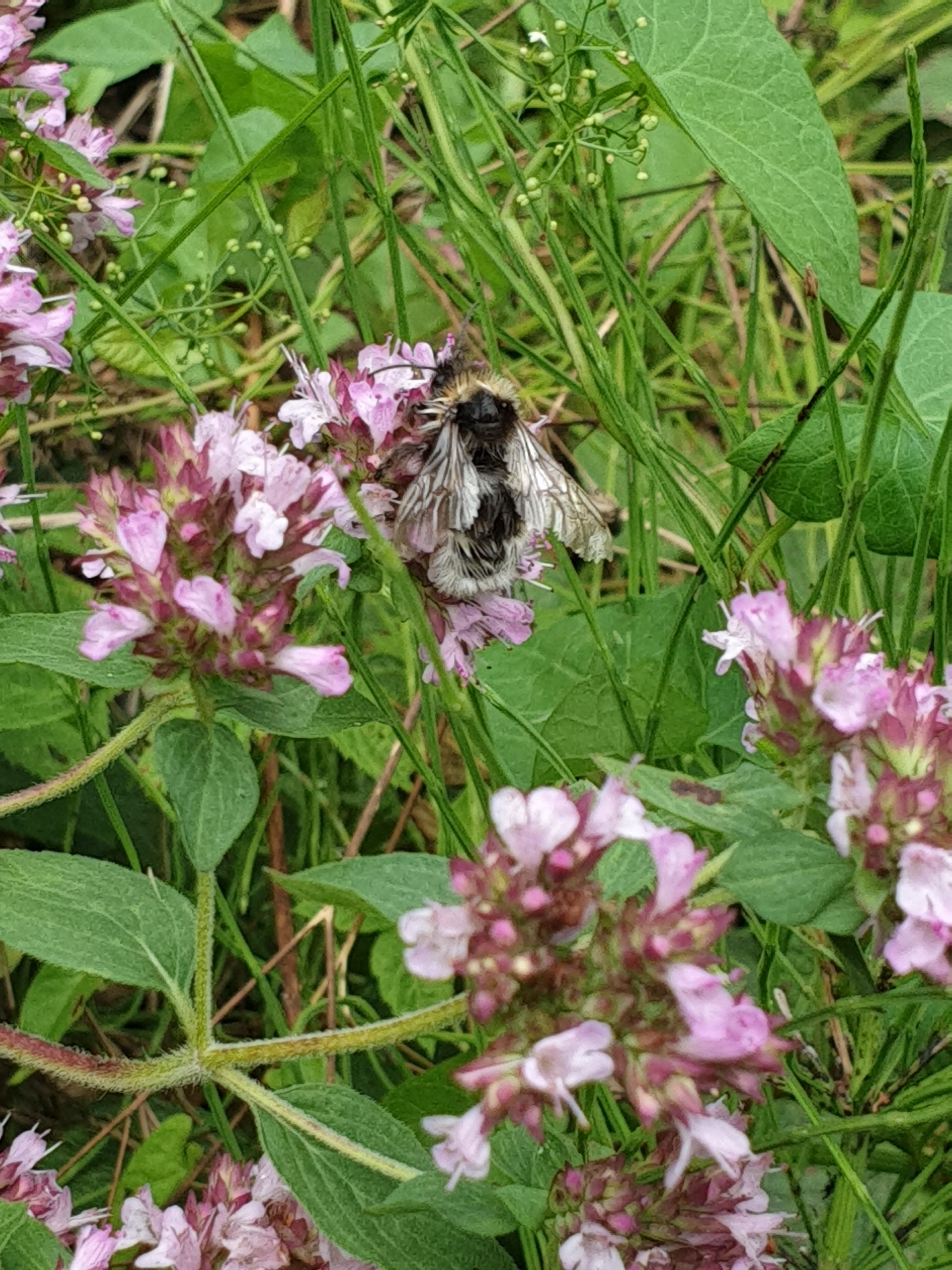 Photo n° 31 de l'avis de Gilles.H fait le 22/07/2020 à 15:28