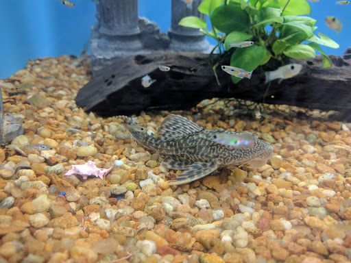 Pet Supply Store «Pet Supermarket», reviews and photos, 268 Grande Heights Dr, Cary, NC 27513, USA