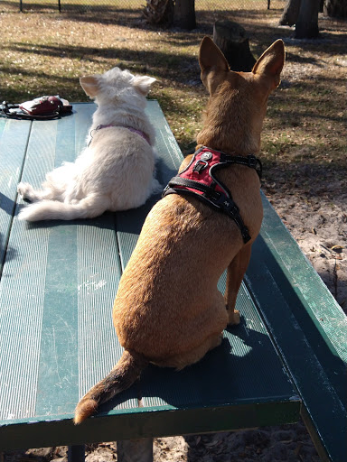 Dog Park «Arbor Dog Park», reviews and photos, 1405 N Grant St, Longwood, FL 32750, USA