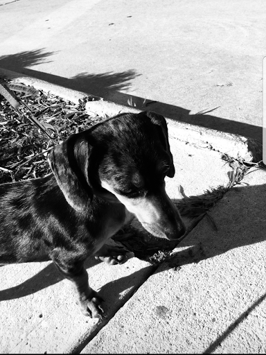 Pet Supply Store «Two Dogs Dancing», reviews and photos, 619 Washington Ave, Ocean Springs, MS 39564, USA