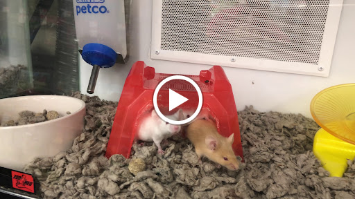 Pet Supply Store «Petco Animal Supplies», reviews and photos, 163 Highland Ave, Needham, MA 02494, USA