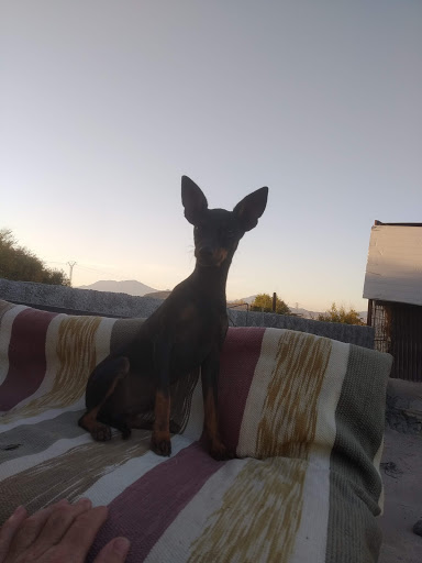 Centro Veterinario Dr. Andrés Romero en Málaga