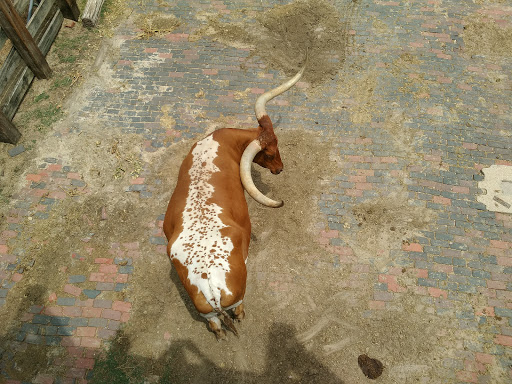 Museum «Stockyards Museum», reviews and photos, 131 E Exchange Ave # 113, Fort Worth, TX 76164, USA