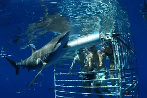 Hawaii Shark Encounters image