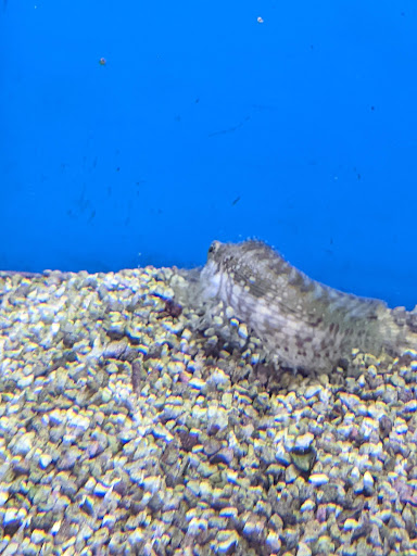 Pet Supply Store «Petco Animal Supplies», reviews and photos, 2241 Porter Creek Dr, Fort Worth, TX 76177, USA