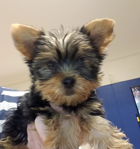 Pet Store «Puppy Palace», reviews and photos, 1250 US-130, Trenton, NJ 08638, USA