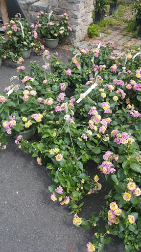 Garden Center «Laura Ann Farms», reviews and photos, 401 NY-17M, Monroe, NY 10950, USA