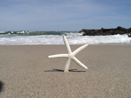 Florist «Sparrows Nest Flower Shop LLC», reviews and photos, 65 Sylvania Ave, Neptune City, NJ 07753, USA