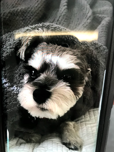 Pet Groomer «Soggy Dog Grooming And Pet Supplies», reviews and photos, 344 E 4th St, Long Beach, CA 90802, USA