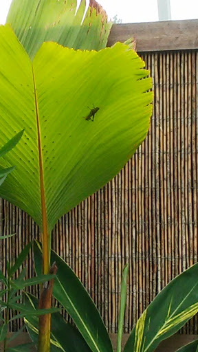 Botanical Garden «Phipps Conservatory and Botanical Gardens», reviews and photos, 1 Schenley Drive, Pittsburgh, PA 15213, USA