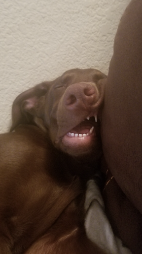 Pet Supply Store «Willow Run Feed & Supply», reviews and photos, 5700 W 120th Ave, Broomfield, CO 80020, USA