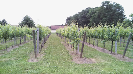 Vineyard «Rushland Ridge Vineyards & Winery», reviews and photos, 2665 Rushland Rd, Jamison, PA 18929, USA