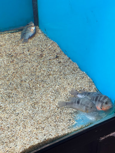 Pet Store «Super Pets», reviews and photos, 9403 E Las Tunas Dr, Temple City, CA 91780, USA