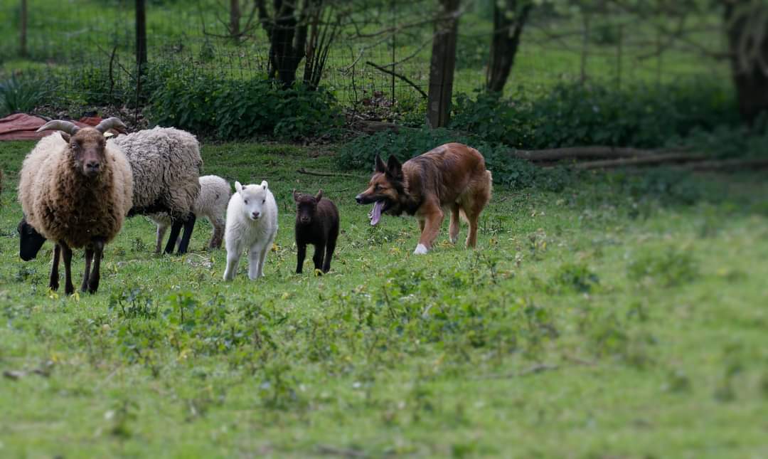 Photo n° 2 de l'avis de Moutons.e fait le 03/08/2023 à 02:14