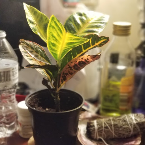 Home Goods Store «Christmas Tree Shops», reviews and photos, 2925 Festival Way, Waldorf, MD 20601, USA