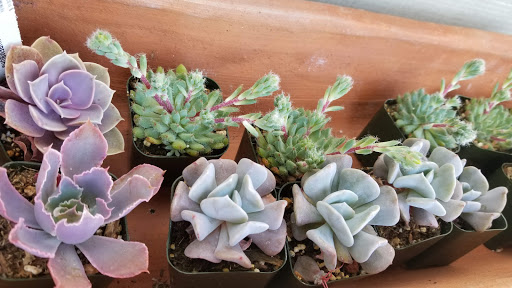 Florist «Cambria Nursery & Florist», reviews and photos, 2801 Eton Rd, Cambria, CA 93428, USA