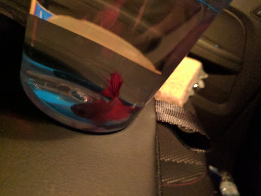 Pet Supply Store «PetSmart», reviews and photos, 1116 S Rochester Rd, Rochester Hills, MI 48307, USA