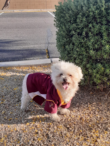 Park «Dust Devil Park», reviews and photos, 10645 W Camelback Rd, Glendale, AZ 85307, USA