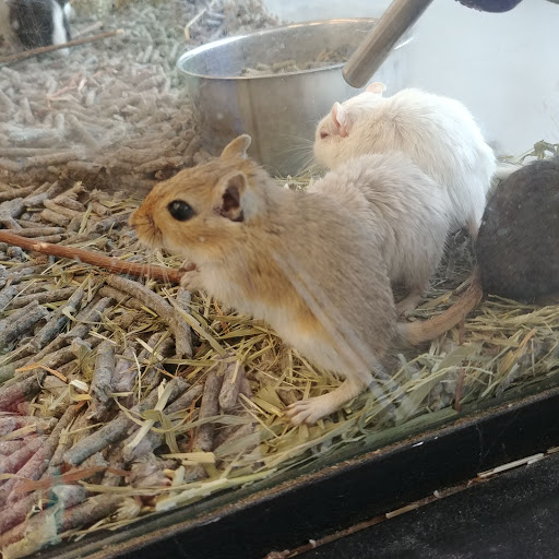 Pet Store «Delhi Pet Center», reviews and photos, 5665 Rapid Run Rd, Cincinnati, OH 45238, USA