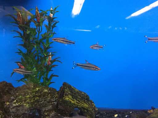 Pet Store «Critter Hut Aquarium & Pets», reviews and photos, 6637 Post Rd, North Kingstown, RI 02852, USA
