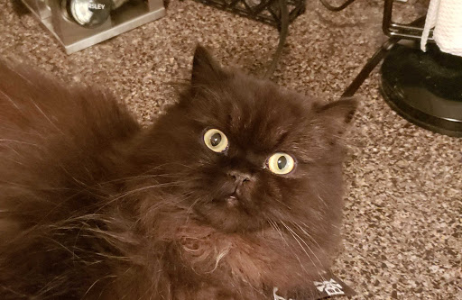 Pet Supply Store «Pet Supplies Plus», reviews and photos, 2433 MacArthur Rd, Whitehall, PA 18052, USA