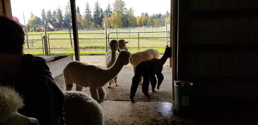 Livestock Breeder «Alpacas at Marquam Hill Ranch», reviews and photos, 35835 OR-213, Molalla, OR 97038, USA