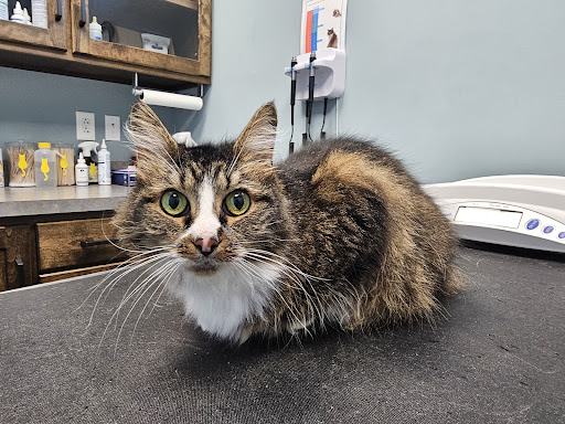 Heritage Animal Hospital image