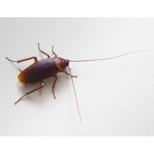 Reviews of Pest Professionals in Peterborough - Pest control service