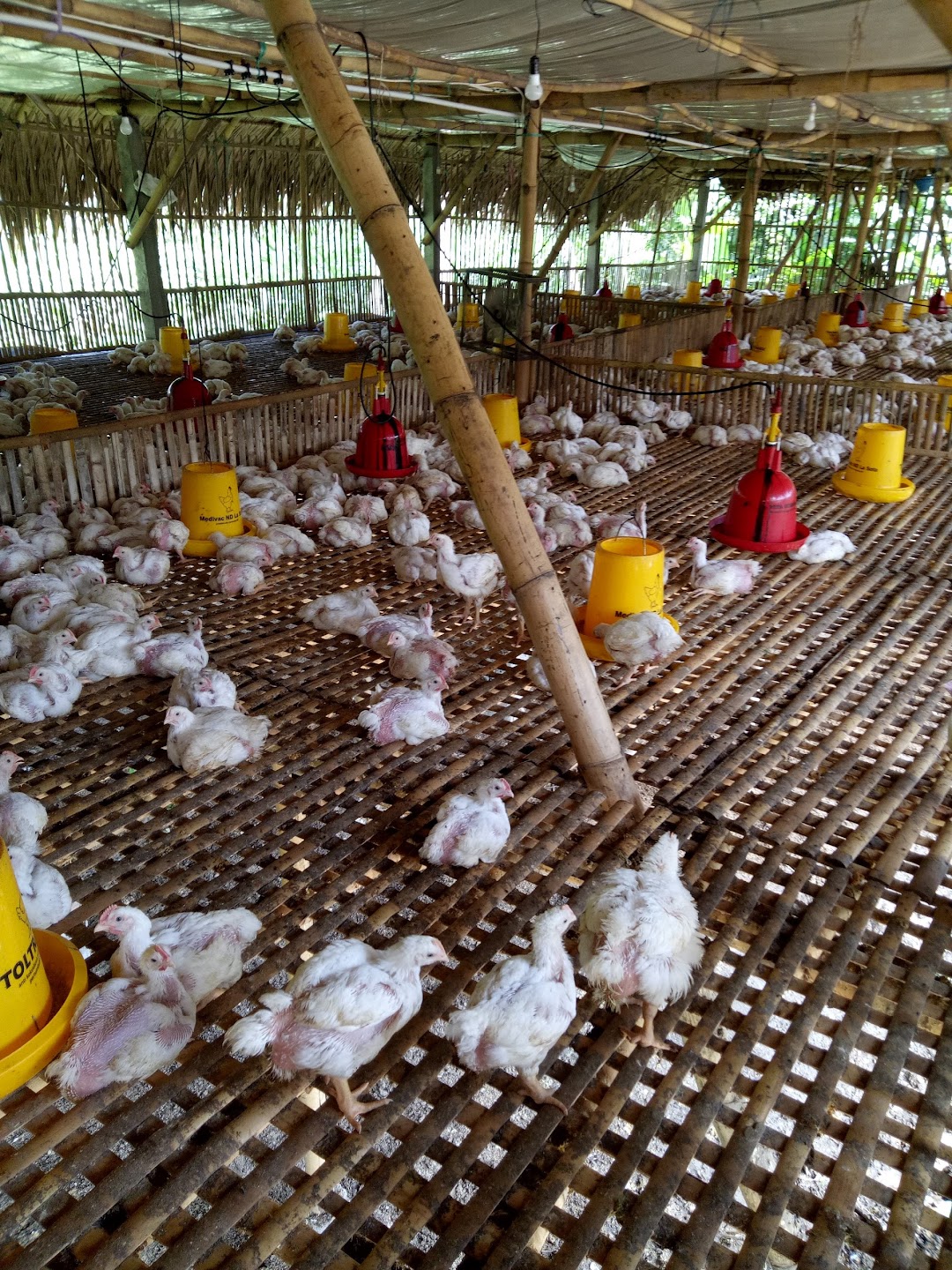 Pelatihan Peternakan Ayam Sanjaya