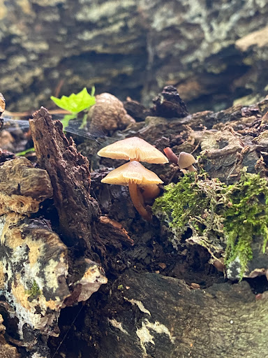 Park «Shawnee Park», reviews and photos, 6515 Scheel Dr, Woodbury, MN 55125, USA