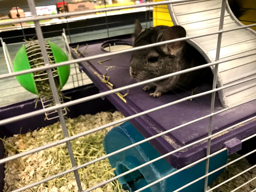 Pet Store «Olathe Pet Shop», reviews and photos, 16651 151st St, Olathe, KS 66062, USA