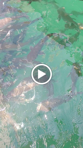 Fishing Charter «Good Time Charter Fishing», reviews and photos, 1111 Love St, Jupiter, FL 33477, USA