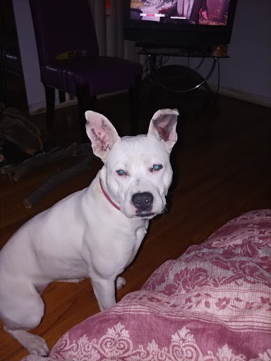 Pet Supply Store «Detroit K9 Pet Supply Fenkell», reviews and photos, 18362 Fenkell Ave, Detroit, MI 48223, USA