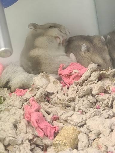 Pet Supply Store «Petco Animal Supplies», reviews and photos, 3680 Spencer Hwy, Pasadena, TX 77504, USA