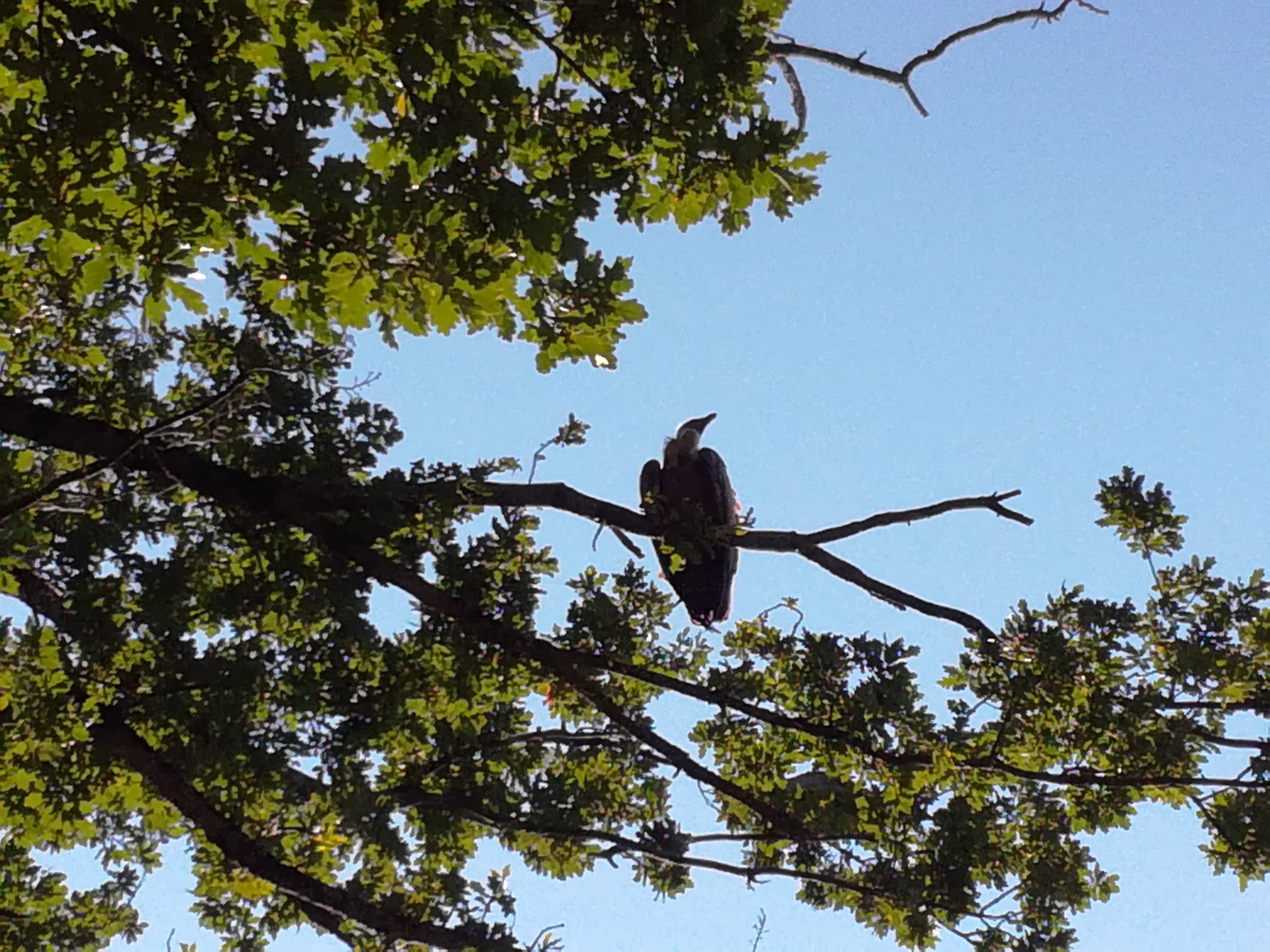 Photo n° 8 de l'avis de Belasco.i fait le 09/08/2021 à 10:20