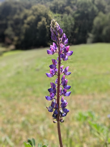 Park «Las Trampas Regional Wilderness», reviews and photos, 18012 Bollinger Canyon Rd, San Ramon, CA 94583, USA