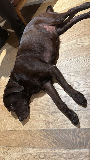 Pensioni per cani e dog hotel a STUDIO VETERINARIO