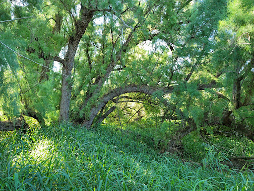 Park «Hugh Ramsey Nature Park», reviews and photos, 1000 TX-499 Loop, Harlingen, TX 78550, USA