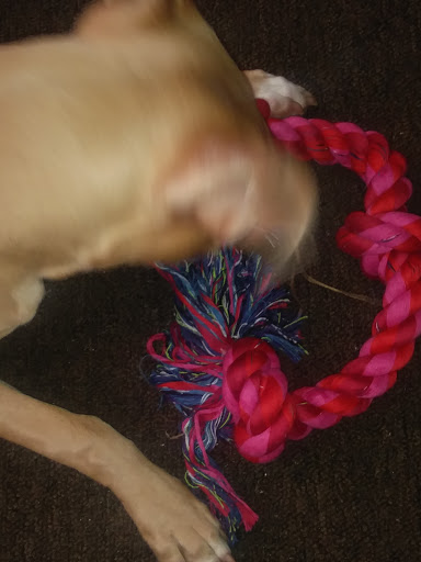 Pet Supply Store «Pet Supplies Plus», reviews and photos, 2155 Delaware Ave, Buffalo, NY 14216, USA