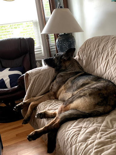 Dog Trainer «K9 Penn Dog Training Services», reviews and photos, 475 Sandy Ln, Surfside Beach, SC 29575, USA