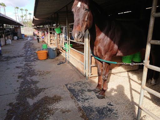 Horse boarding stable Pasadena