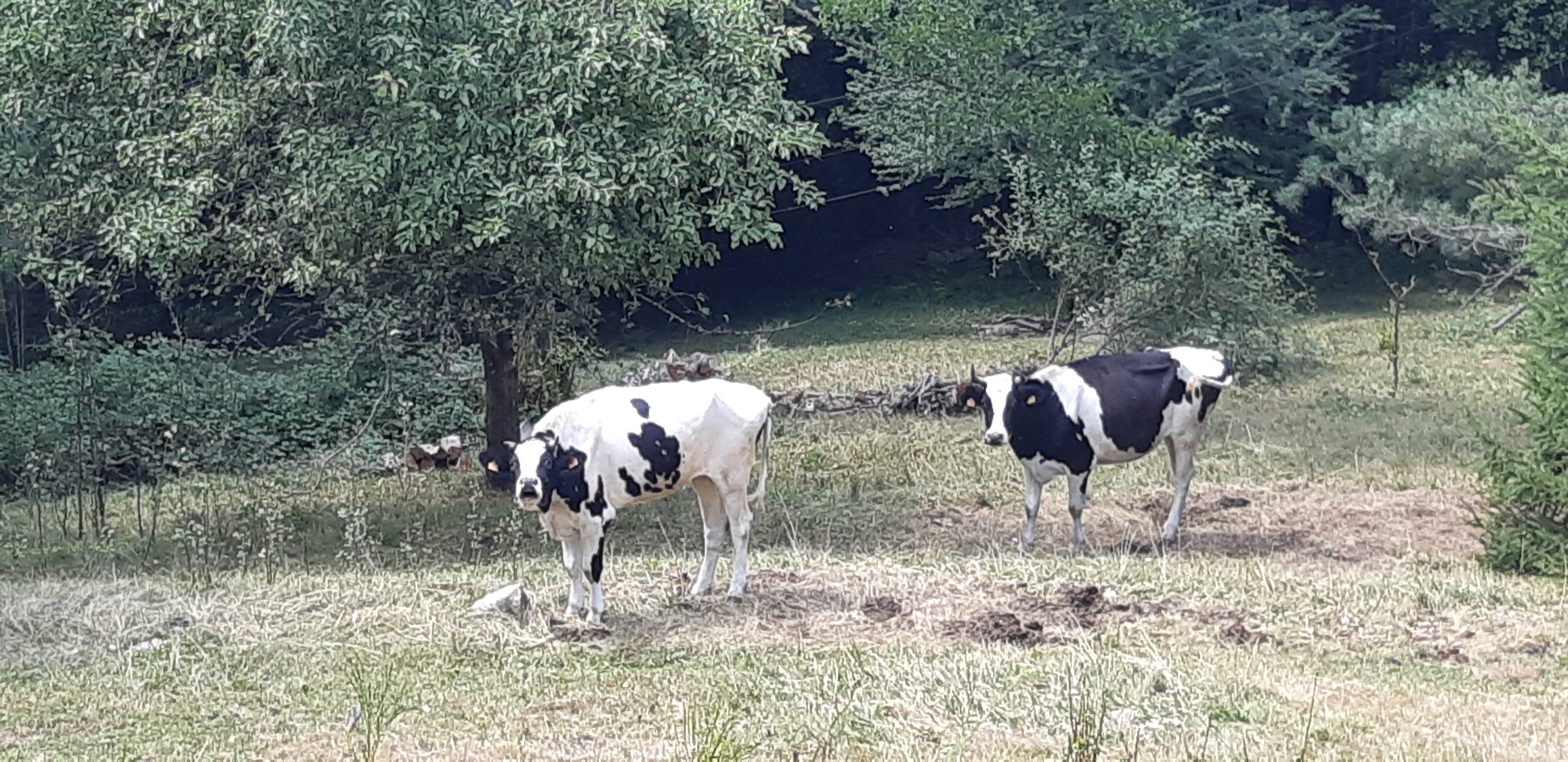 Photo n° 19 de l'avis de Anthony. fait le 03/08/2019 à 16:00