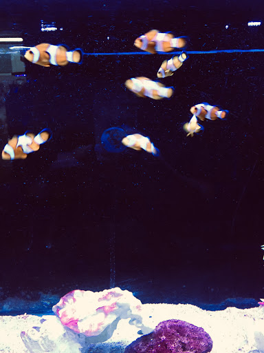 Aquarium «Sea Oddities», reviews and photos, 128 Broad St, Kingsport, TN 37660, USA