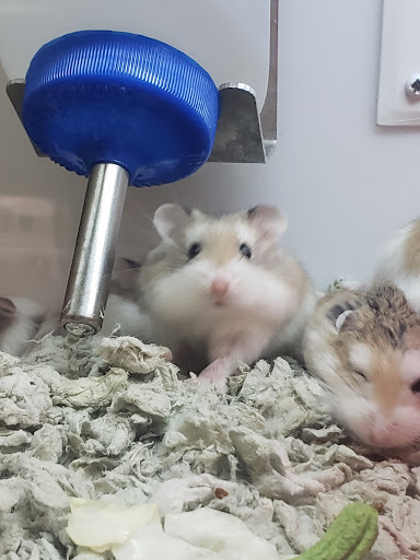 Pet Supply Store «Petco Animal Supplies», reviews and photos, 1483 NJ-23 #14b, Kinnelon, NJ 07405, USA