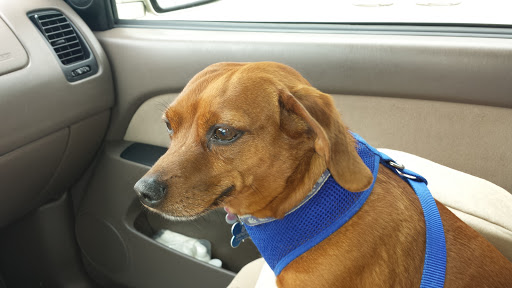 VCA Olathe Animal Hospital image