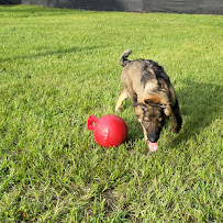 Mind Your Manners Canine Training - Photo 4 - Car repair in Lakeland, FL, Lakeland