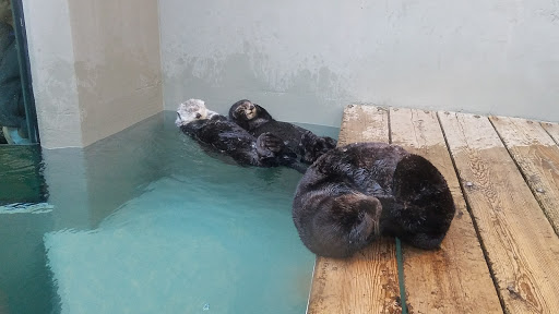 Gift Shop «Seattle Aquarium Gift Store», reviews and photos, 1483 Alaskan Way, Seattle, WA 98101, USA