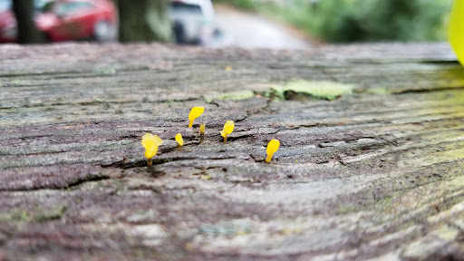 Law Firm «Thomas J. Ueberschaer, P.A.», reviews and photos