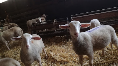 La Ferme du Pradinas à Meymac