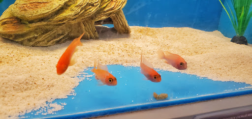 Pet Supply Store «PetSmart», reviews and photos, 3045 Festival Way, Waldorf, MD 20601, USA